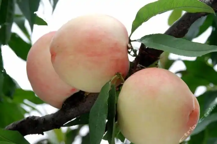 人间仙果 馈赠佳品—水蜜桃