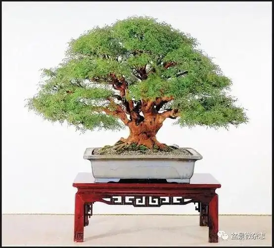 至此,这株黄连木盆景所有基本的要素都已经具备了,但为了让其更快的