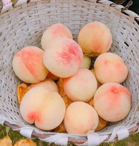 正宗奉化水蜜桃,大的80元一箱,普通的60元一箱,一箱12个礼盒装