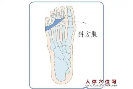 斜方肌--脚底反射区按摩手法 脚底养生