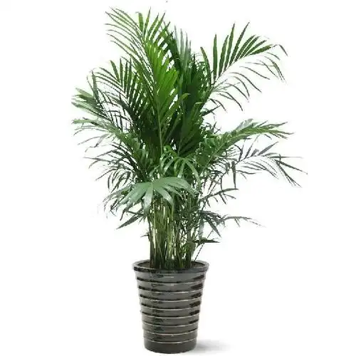 散尾葵凤尾竹室内客厅办公室大型盆栽