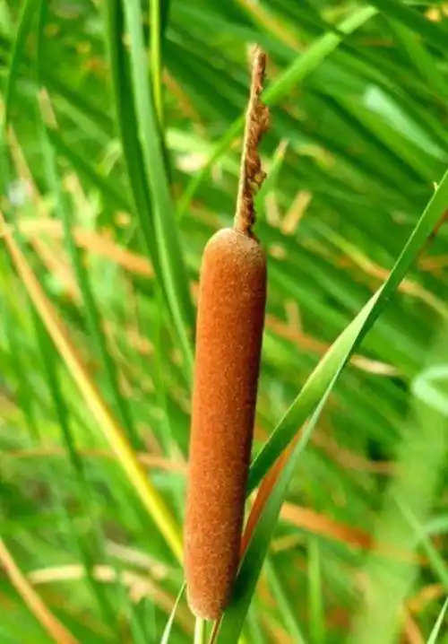 农村一种野草,果实酷似香肠,水下藏着美味,城里30元一斤抢着要_价值