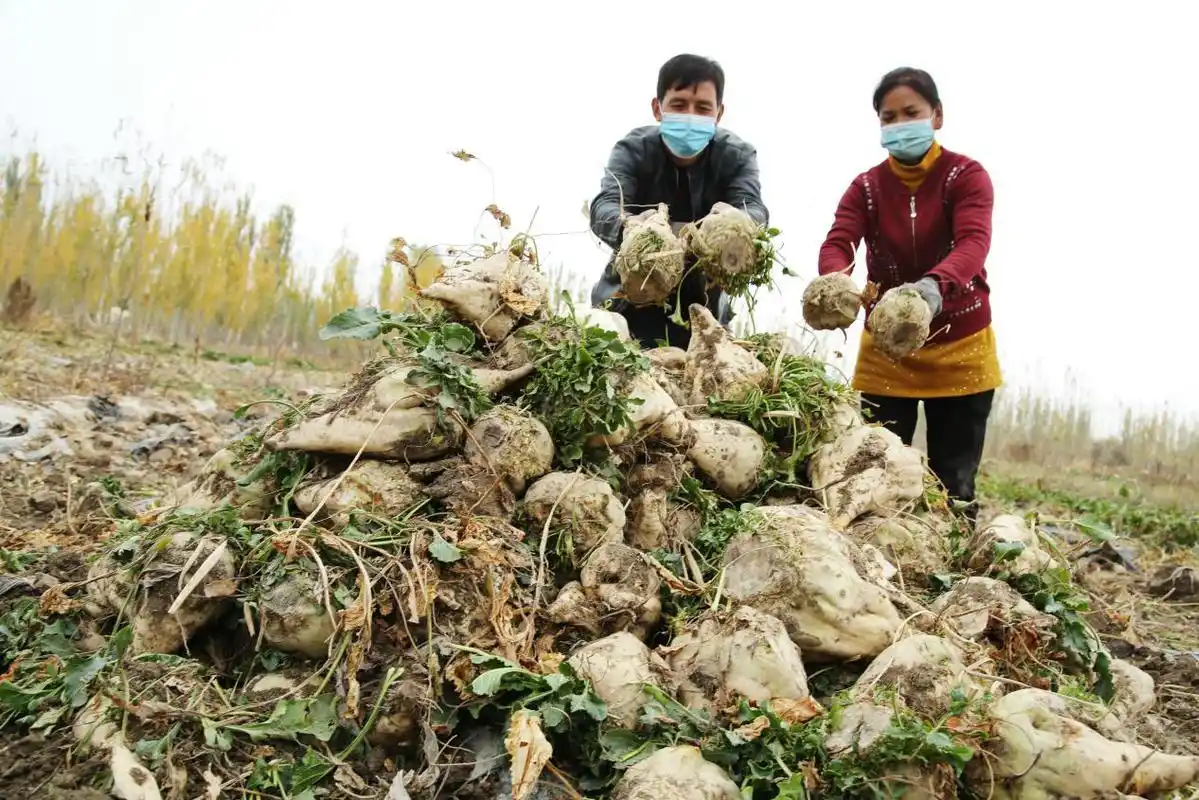 新疆库车市:订单甜菜喜获丰收