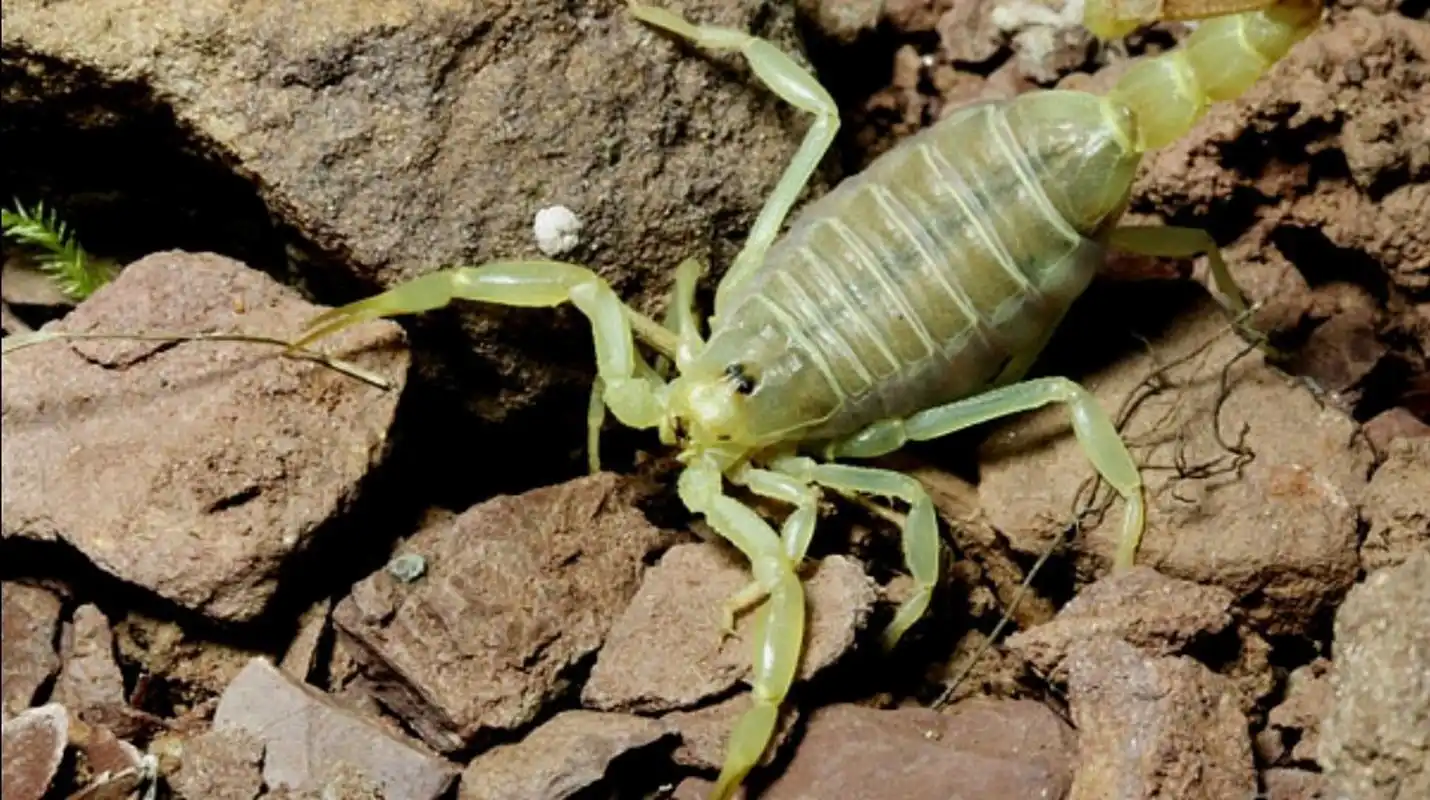 每天认识一种动物——荧光蝎 荧光蝎别名巴斯卡蝎,是蝎目,钳蝎科