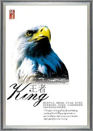 白色背景下雄鹰头部特写psd素材