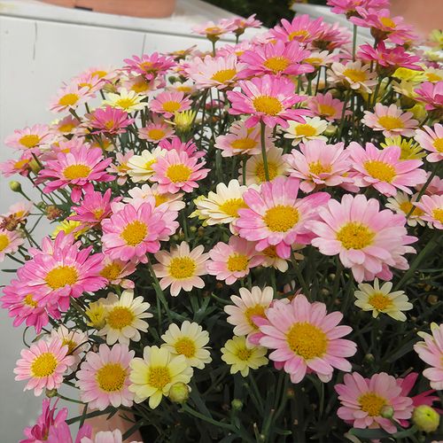 玛格丽特花苗菊盆栽带花苞阳台庭院耐寒花卉花期长易爆盆小雏菊花