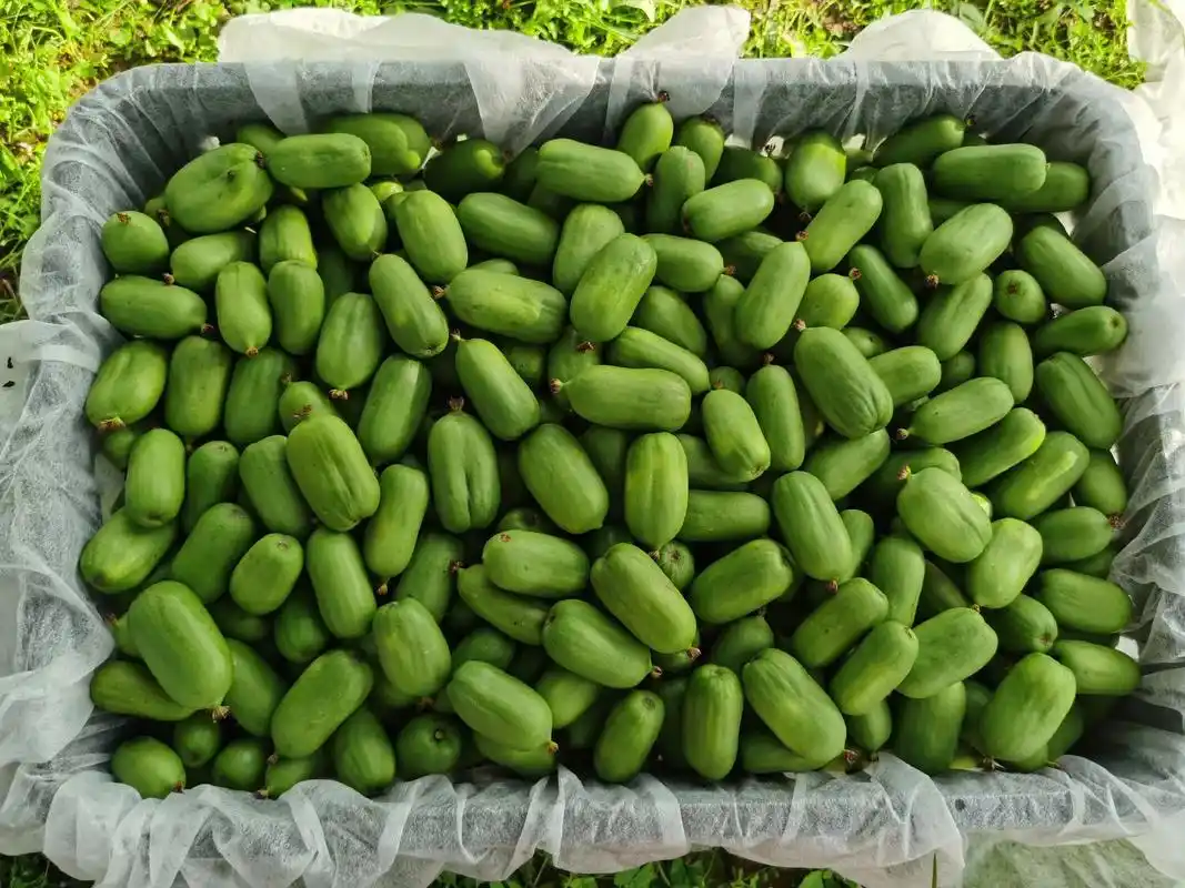 丹东圆枣子,果味独特,营养丰富.#软枣猕猴桃 #纯天然绿色食 - 抖音