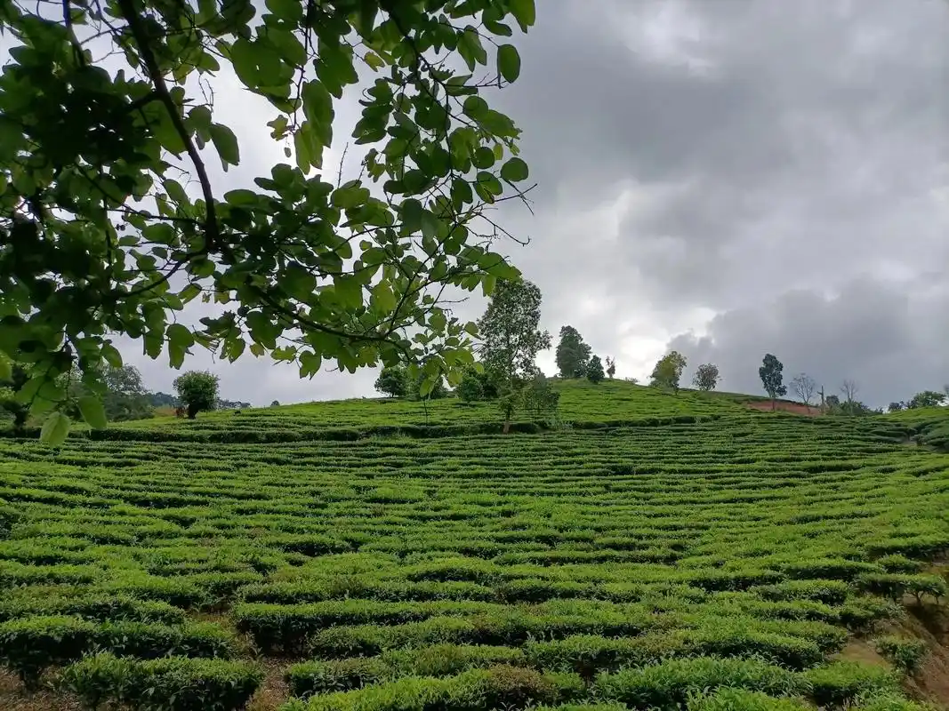 茶园风光感受大自然的气息和美景万亩茶园只有照片能记录这份珍贵