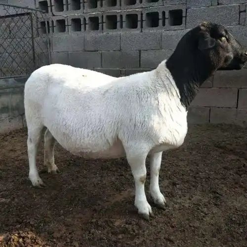 2022冬季杜泊绵羊羊羔 白头杜泊孕羊今年澳洲白绵羊价格 出肉率高