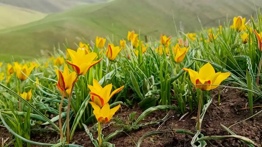 新疆特克斯野生郁金香开满了山坡