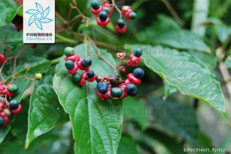 广东,广西,云南),土地骨皮(浙江,福建),山靛青(江苏,浙江),鸭故芷分