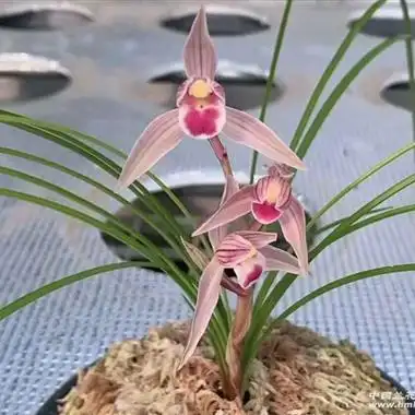 水点桃花4壮苗 - 中国兰花交易网