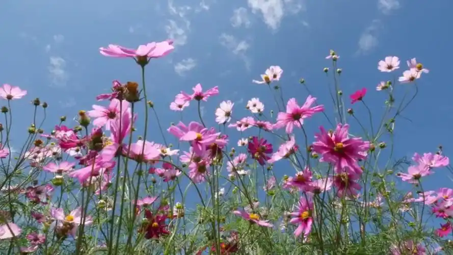 4k分辨率自然风景山水花草树木瀑布赏析9
