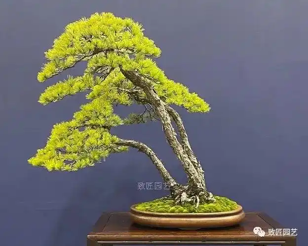 一本三杆,山野丛林