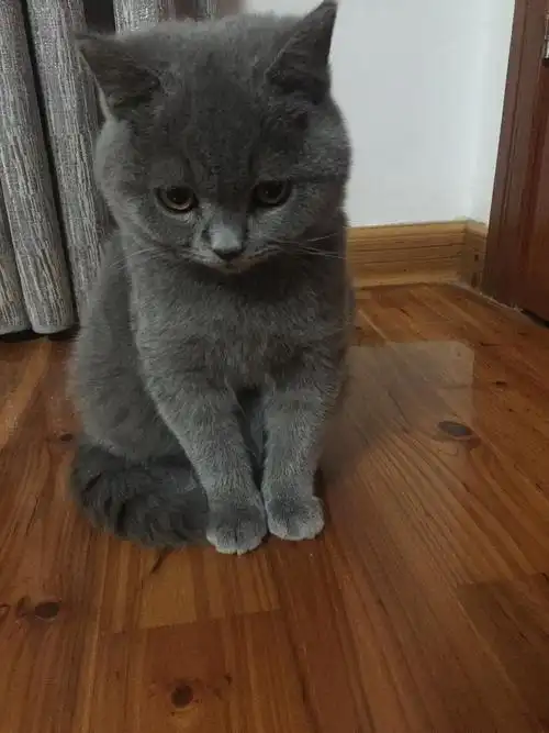 梅菜扣肉不要肉的相册-一只叫灰灰的英短