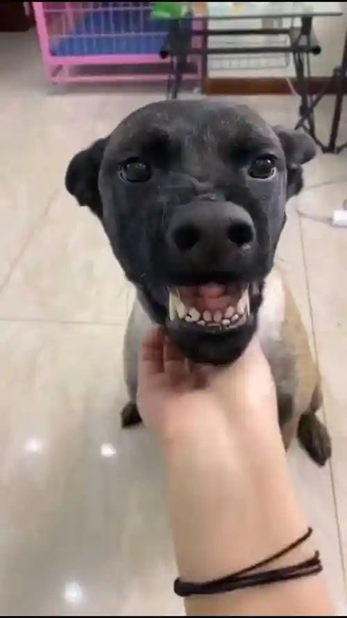 这只狗子龇牙咧嘴的笑的牙龈都出来了看着真是好笑