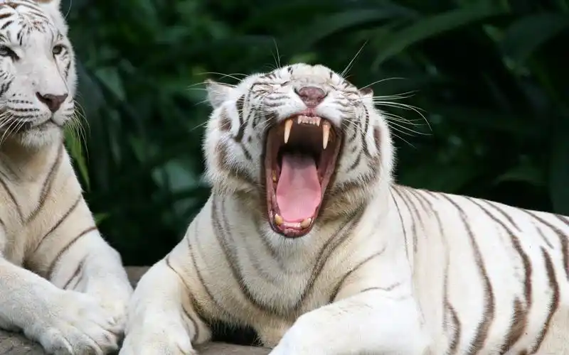 霸气威猛白虎壁纸_无法匹敌的森林之王