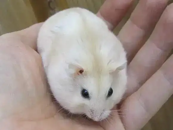 加卡利亚仓鼠有哪些品种(三线仓鼠颜色性格特点介绍) - 三线仓鼠的