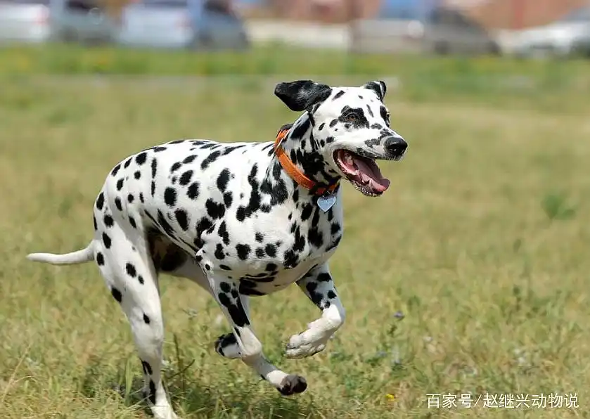 斑点狗因身上的斑点而得名,带这样的狗狗走到哪都是焦点