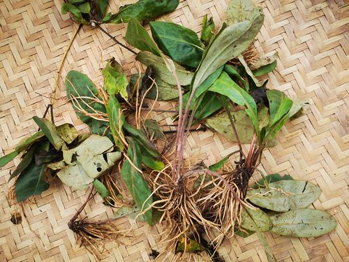 贵州新鲜毛大丁中药材 巴地香扑地香一支香毛耳风新鲜中草药500克