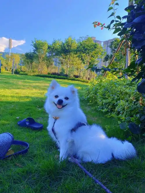 到底是博美犬还是银狐犬