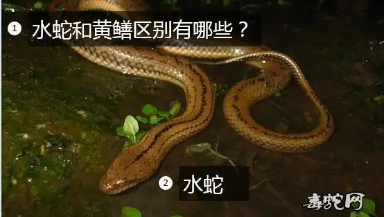 水蛇黄鳝水蛇和黄鳝区别有哪些