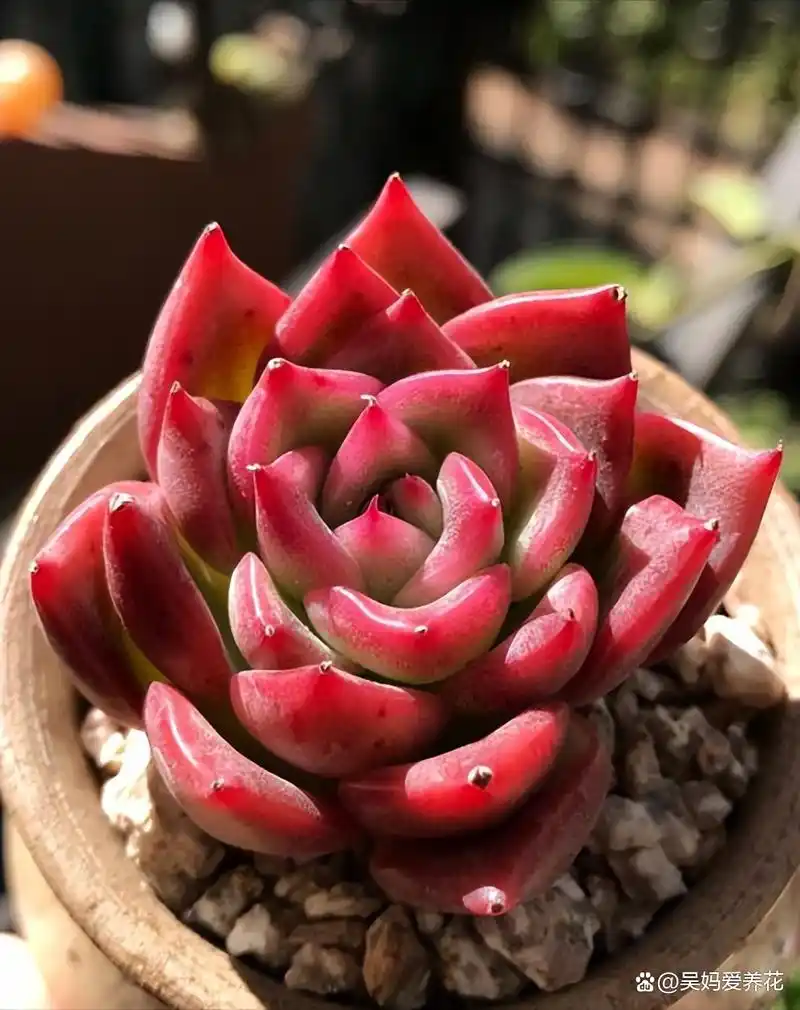 适合新手的多肉弗洛瑞安娜,了解3个小技巧,轻松养成红色肉墩子