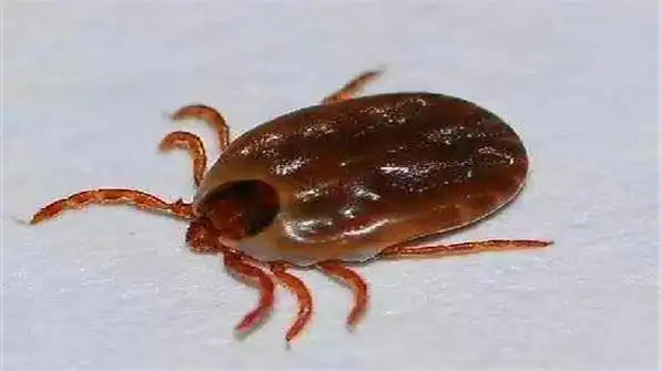 蜱虫有翅膀吗,会飞吗?