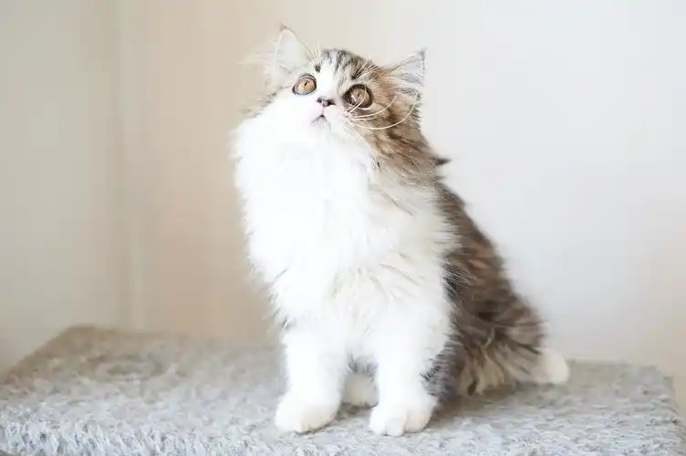 cfa苏格兰高地折耳/立耳 找家长