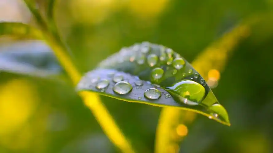 绿色护眼植物图片高清宽屏桌面壁纸