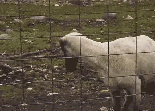 求无节操羊叫的gif