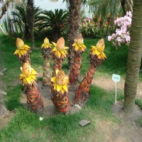 地涌金莲 千叶佛莲千瓣莲 地金莲 地母金莲 地涌莲花苗盆栽莲花苗