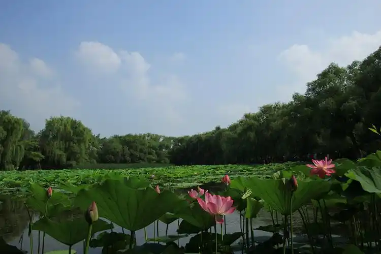 里的荷花已经为我们盛开,用她那婀娜多姿的花屏,打开了沈阳夏天的帏幔