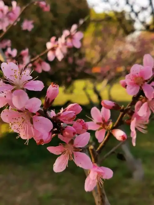 山东的春天生意盎然,处处花团锦簇!