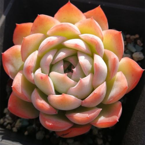 醉春木果冻色莎莎女王品相好多肉植物组合盆栽新手好养稀有品种花 军