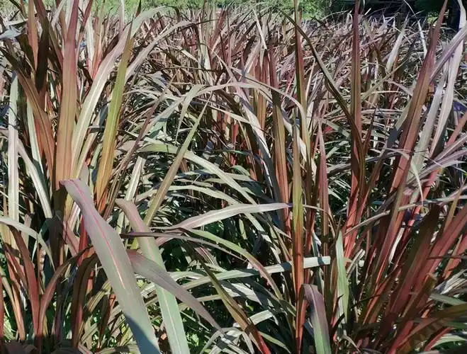 增润巴西红象草紫色皇竹草牧草种子红象草种节种苗包邮送技术