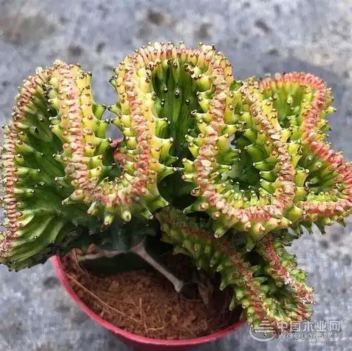 麒麟仙人掌怎么养?