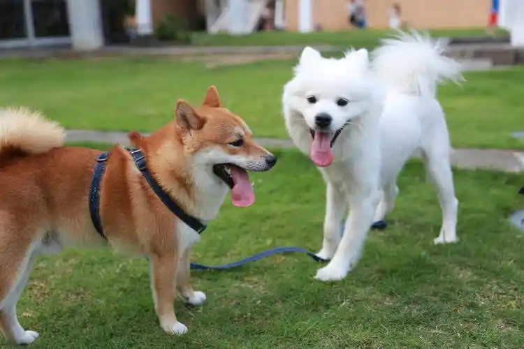 共舞柴犬和萨摩耶