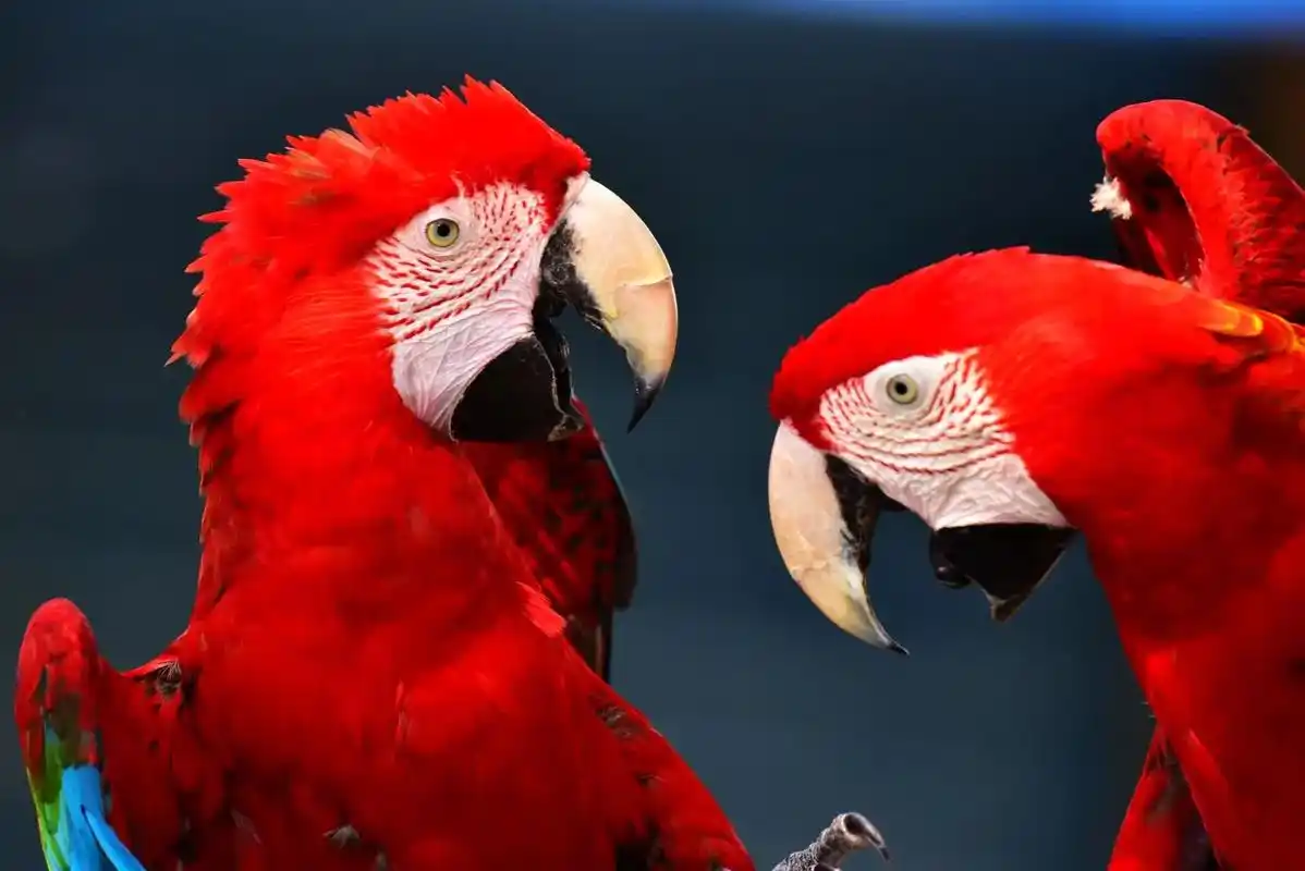 红鹦鹉