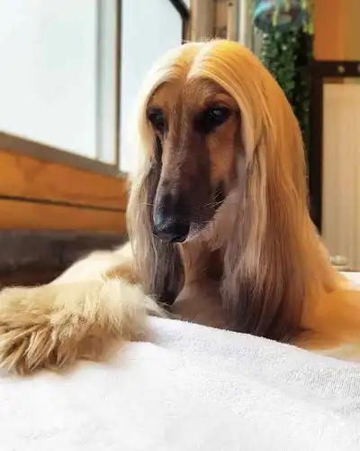 福懋动物医院:一头飘逸长发尽显高贵气质,阿富汗猎犬可以算是汪星社会