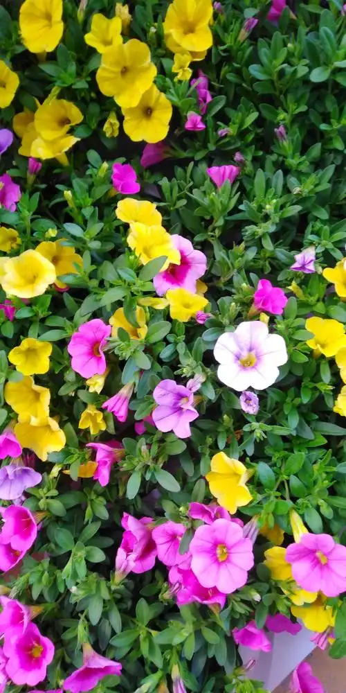 是日立春,百花齐放,百花争艳,万紫千红.