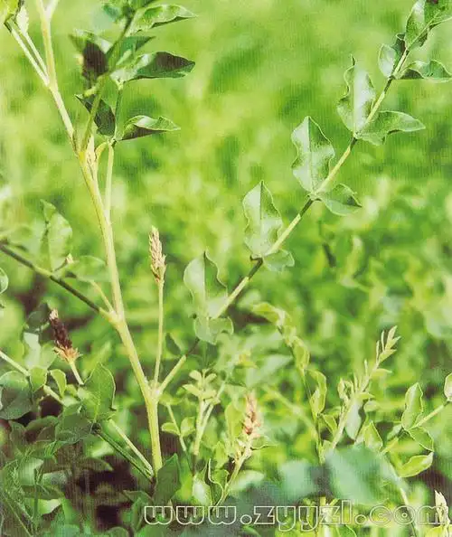p>胀果甘草( i>glycyrrhiza inflata /i>  batalin),多年生 a>草本