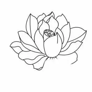 国画的荷花画法简笔画