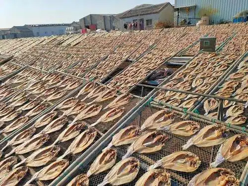 台州特色伴手礼展示|让人念念不忘的松门白鲞居然是这样做的