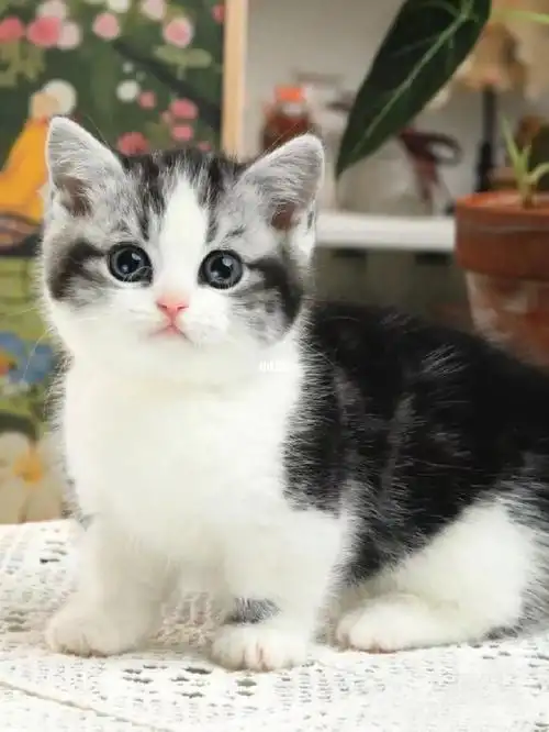 美短起司矮脚弟弟