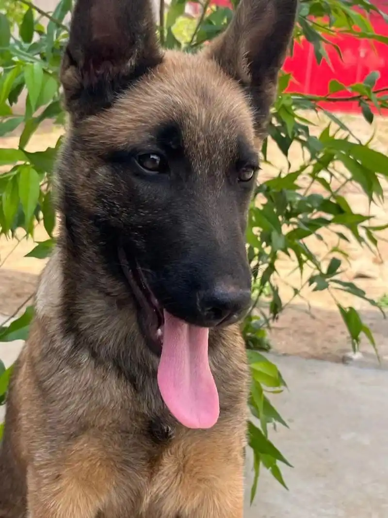 德牧和马犬的混血,我的小狗长大啦!