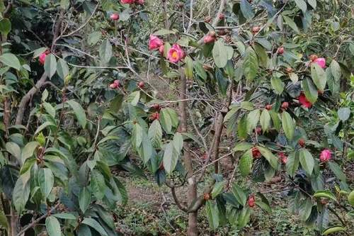 油茶树苗 80.0/棵 红花油茶苗