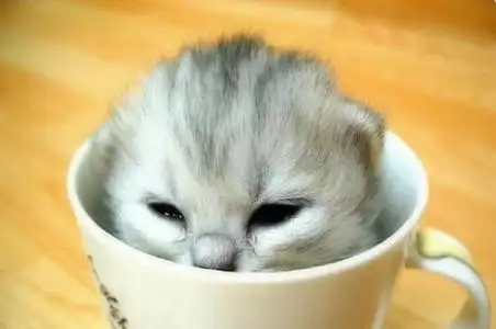 感觉茶杯猫不错