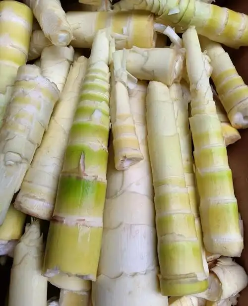 春季大雨过后美味的竹笋就开始破土而出了你尝过鲜了吗