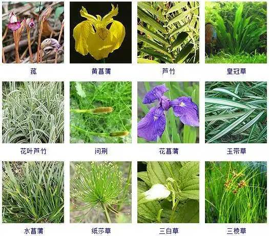 植物的简单分类